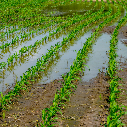 A flooded corn field