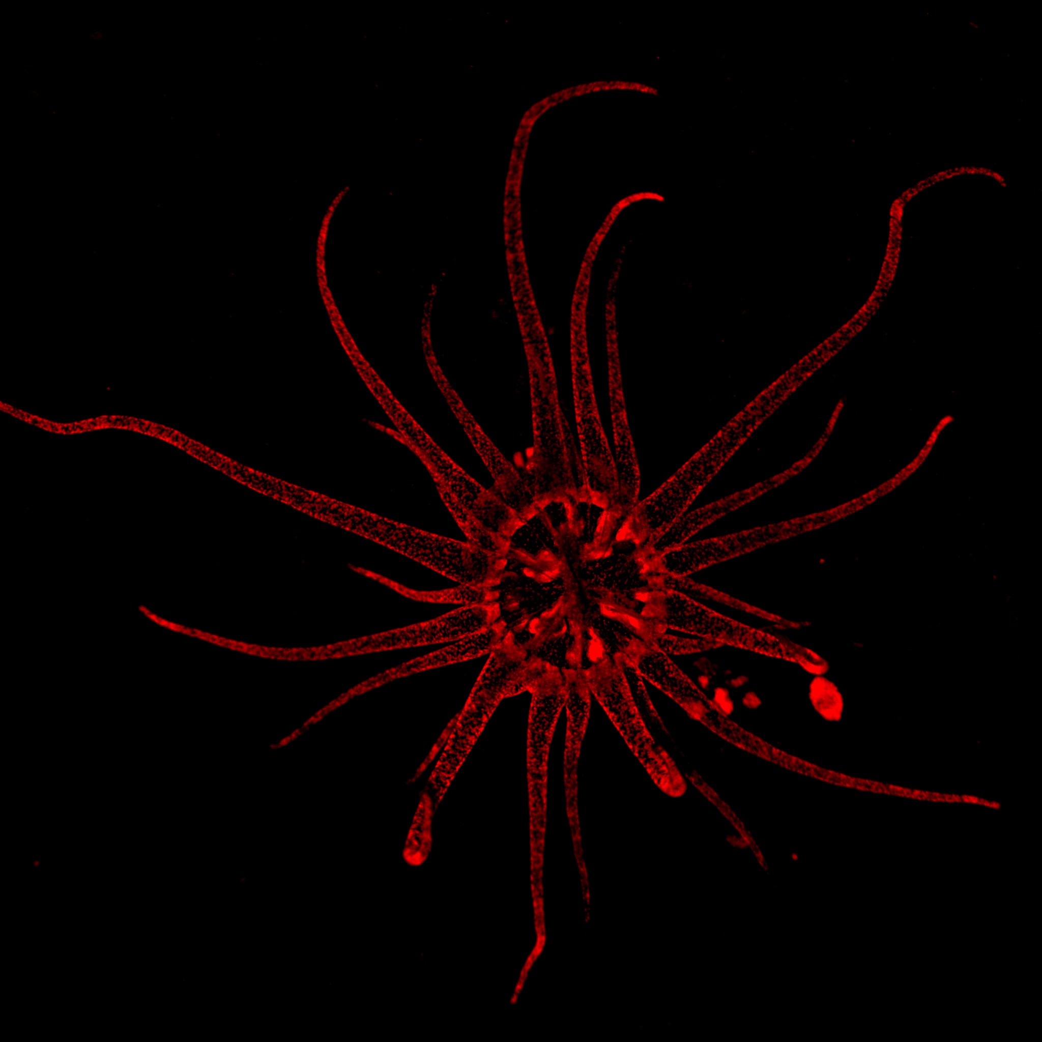 A fluorescence image of the sea anemone Exaiptasia, courtesy of Tingting Xiang