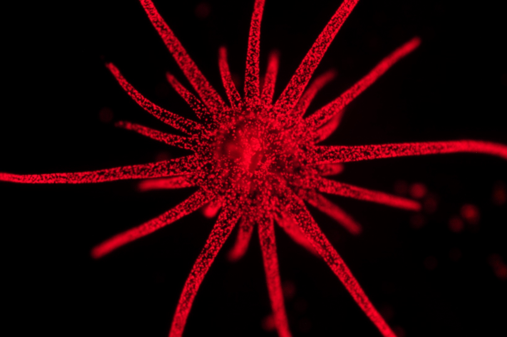 Sea anemone Aiptasia pallida. Image courtesy of Tingting Xiang.