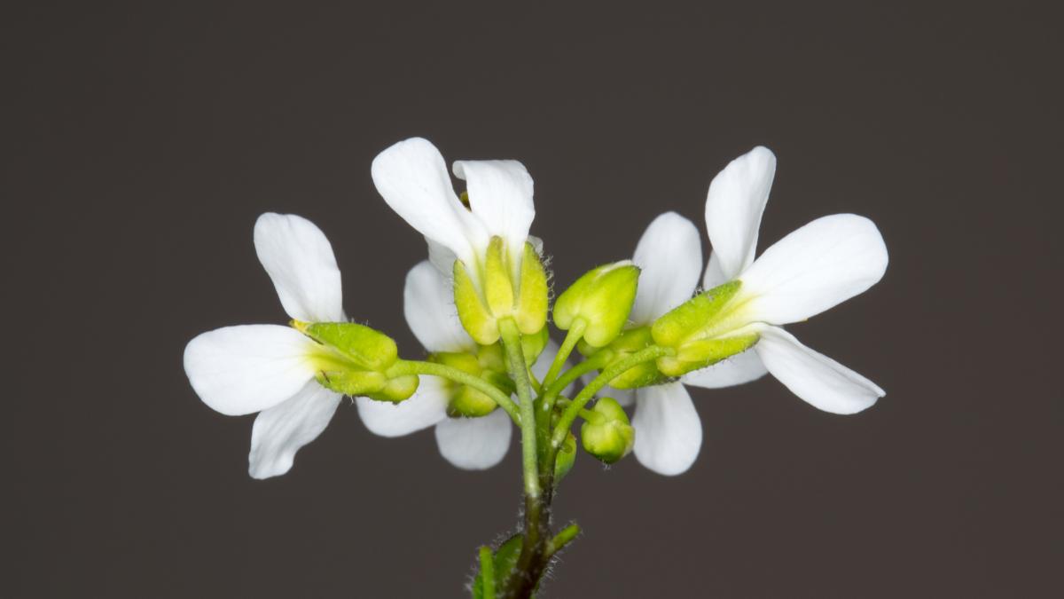 Photo of flowering Arabidopsis thaliana purchased from Shutterstock.