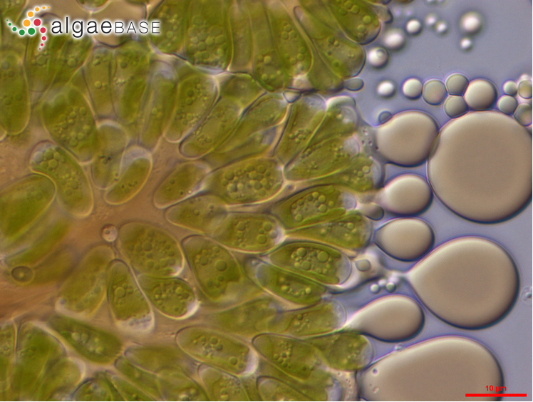 Botryococcus braunii by © Karl Bruun posted on the AlgaeBase website. 
