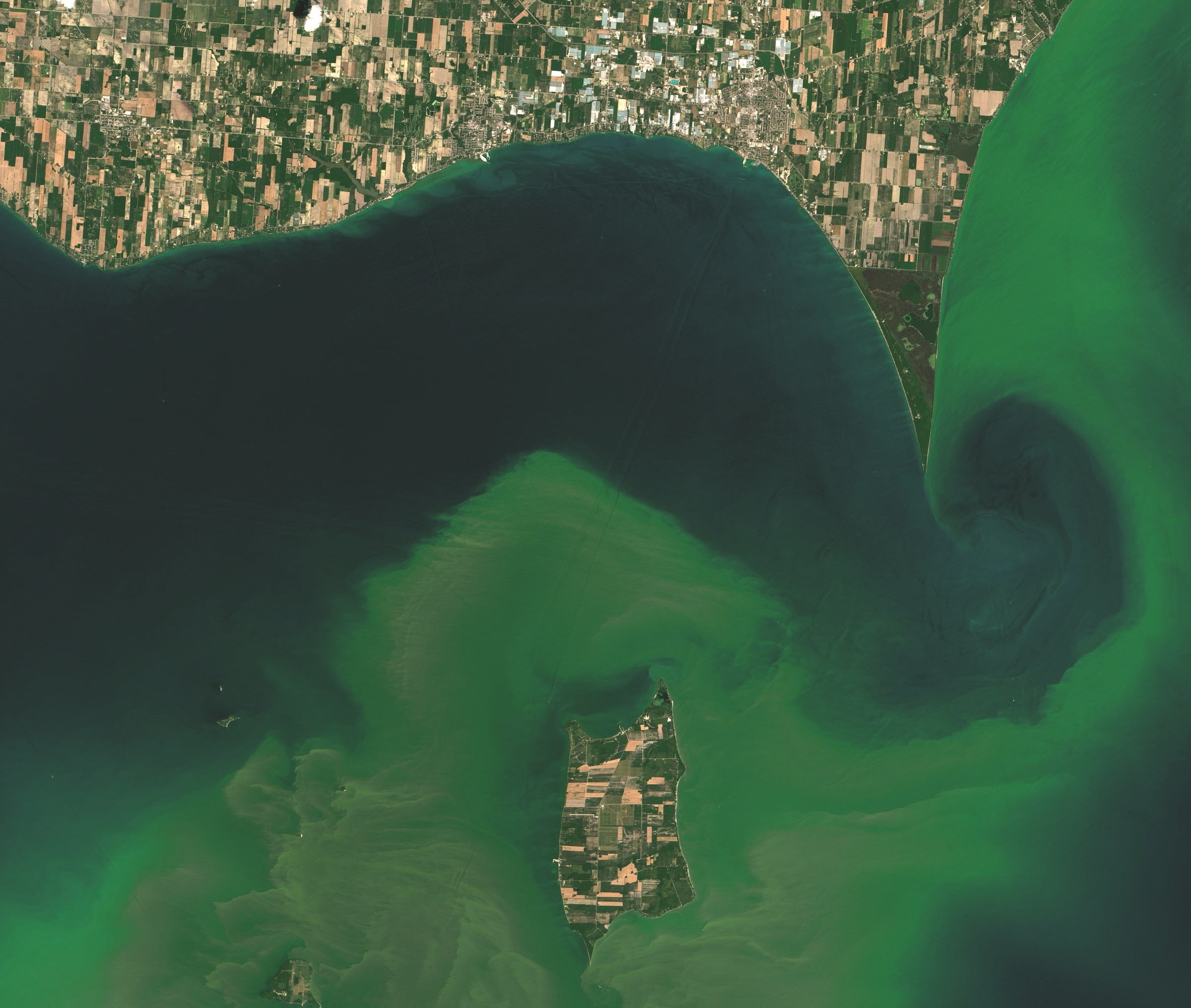 An image of the algal blooms in Lake Erie taken in July 2015. NASA Earth Observatory images by Joshua Stevens, using Landsat data from the U.S. Geological Survey. 
