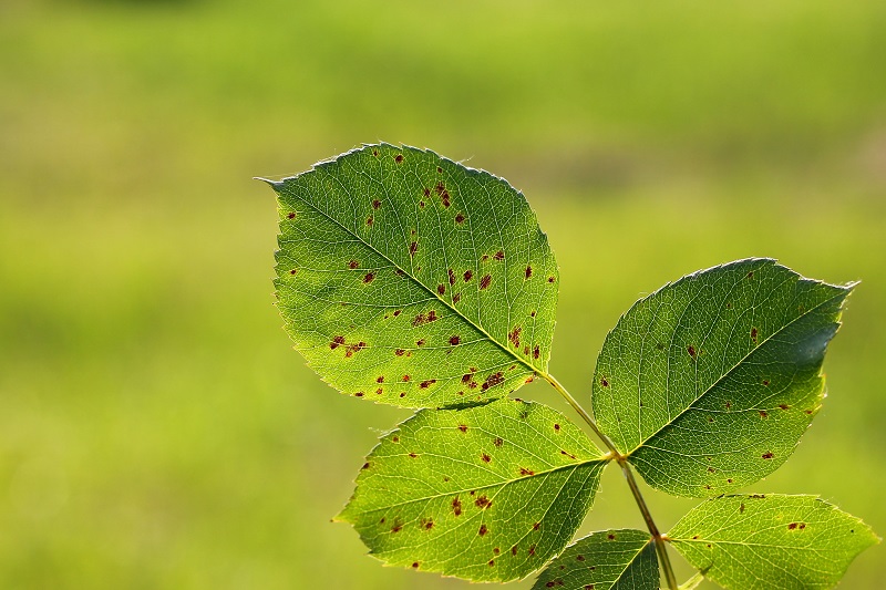Rose rust on plant leaves. Image purchased from Shutterstock. 