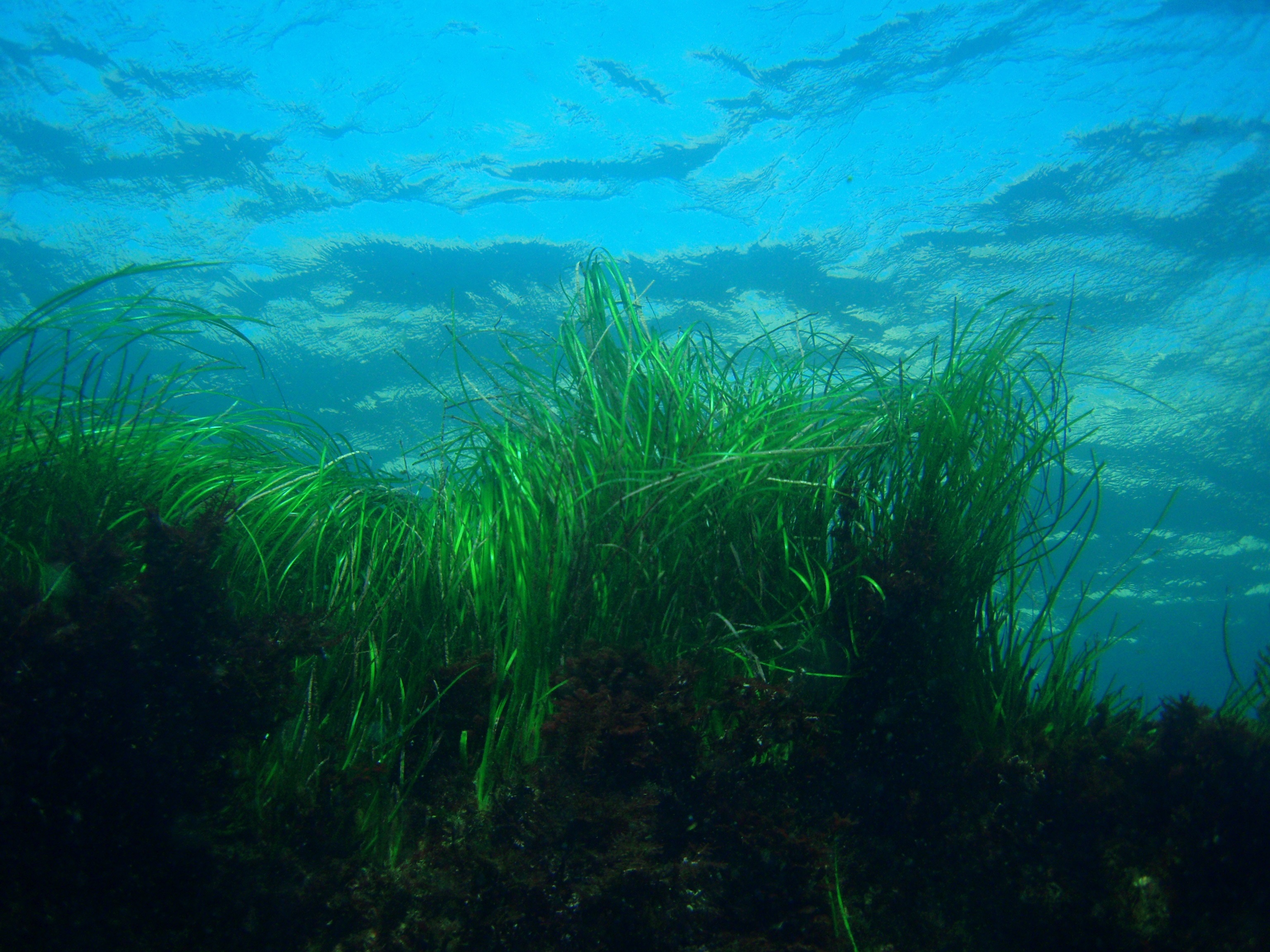 Seagrass. California, Channel Islands NMS. Claire Fackler, CINMS, NOAA.