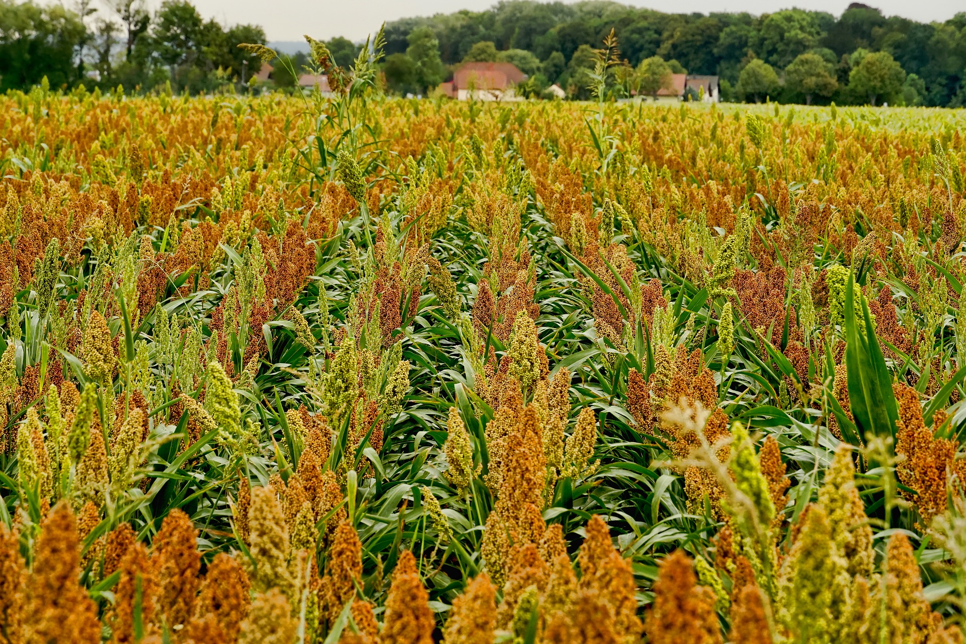 Public domain image of a field of sorghum. 