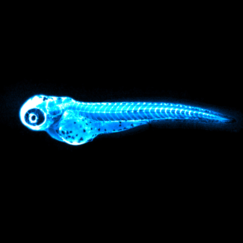This image captures the bright blue light (chemiluminesc ence) emitted by the NanoLuc protein in LipoGlo zebrafish. It is is provided courtesy of James Thierer. 