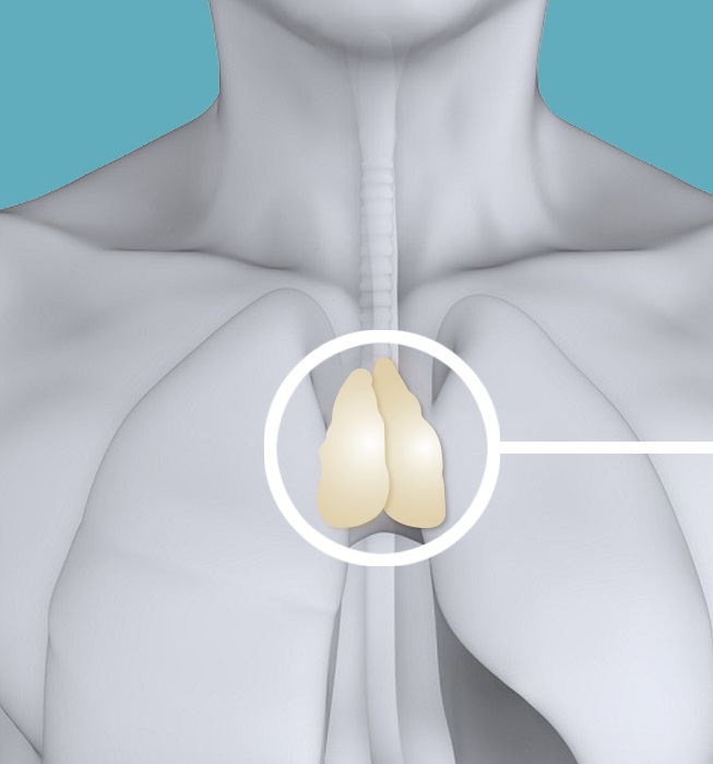 Illustration of a thymus in a human chest courtesy of Navid Marvi.