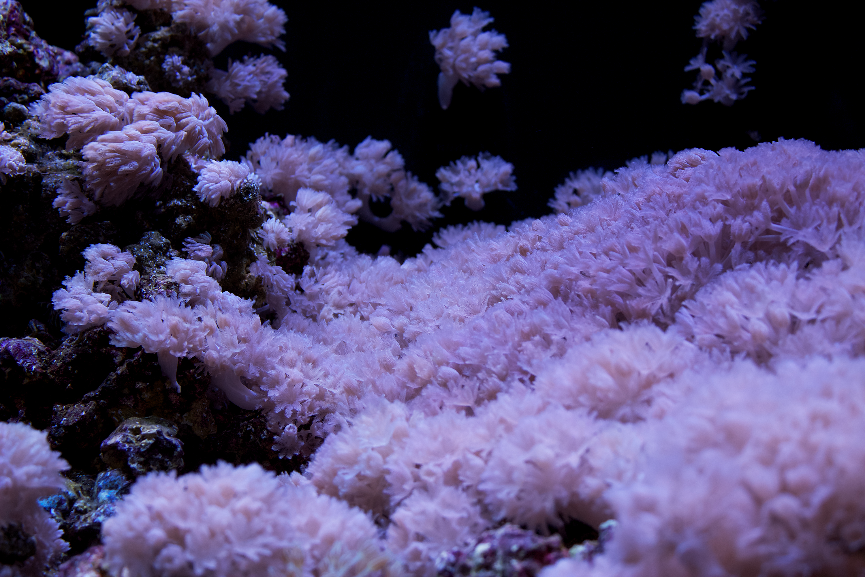 Xenia in Carnegie's coral facility, courtesy Carnegie Embryology