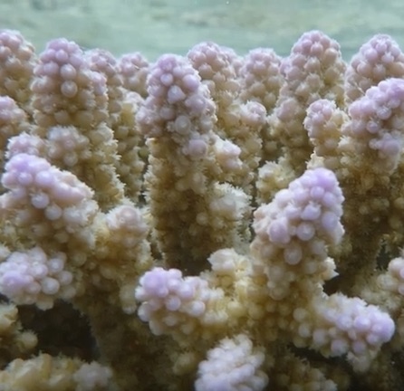 coral