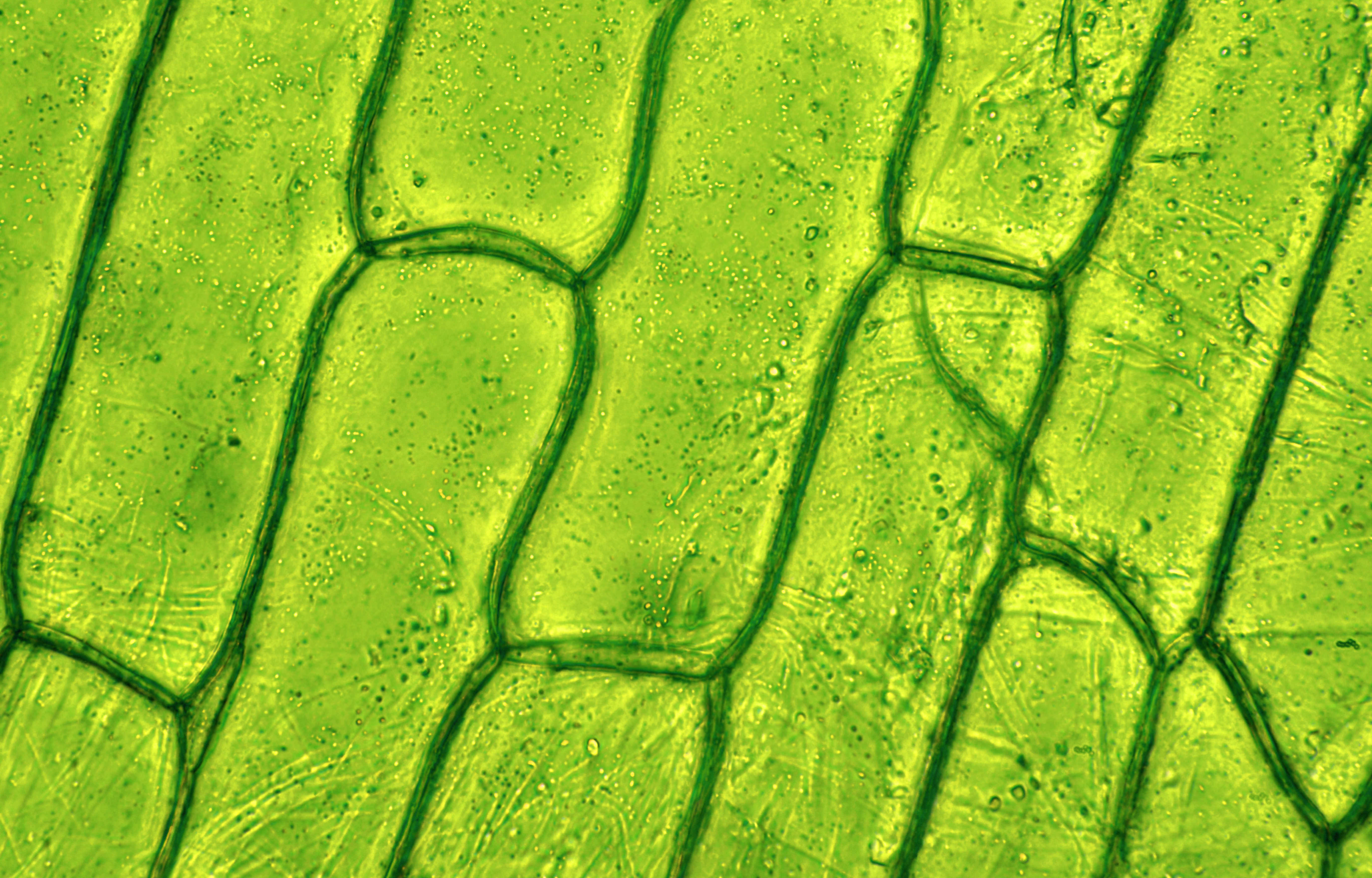 Plant cells under microscope. Shutterstock. 