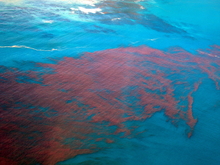 Toxic "red tide" algal bloom. Image purchased from Shutterstock. 