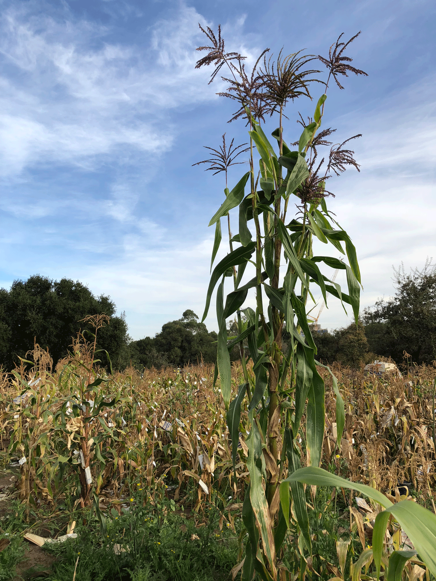 A teosinte plant growing in a corn field on the Stanford University campus, courtesy of Yongxian Lu. 