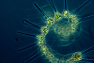 Caption: Researchers at Michigan State University and the Carnegie Institution for Science studying plankton developed a model to connect microscale relationships to macroscale phenomena.  Credit: NOAA MESA Project