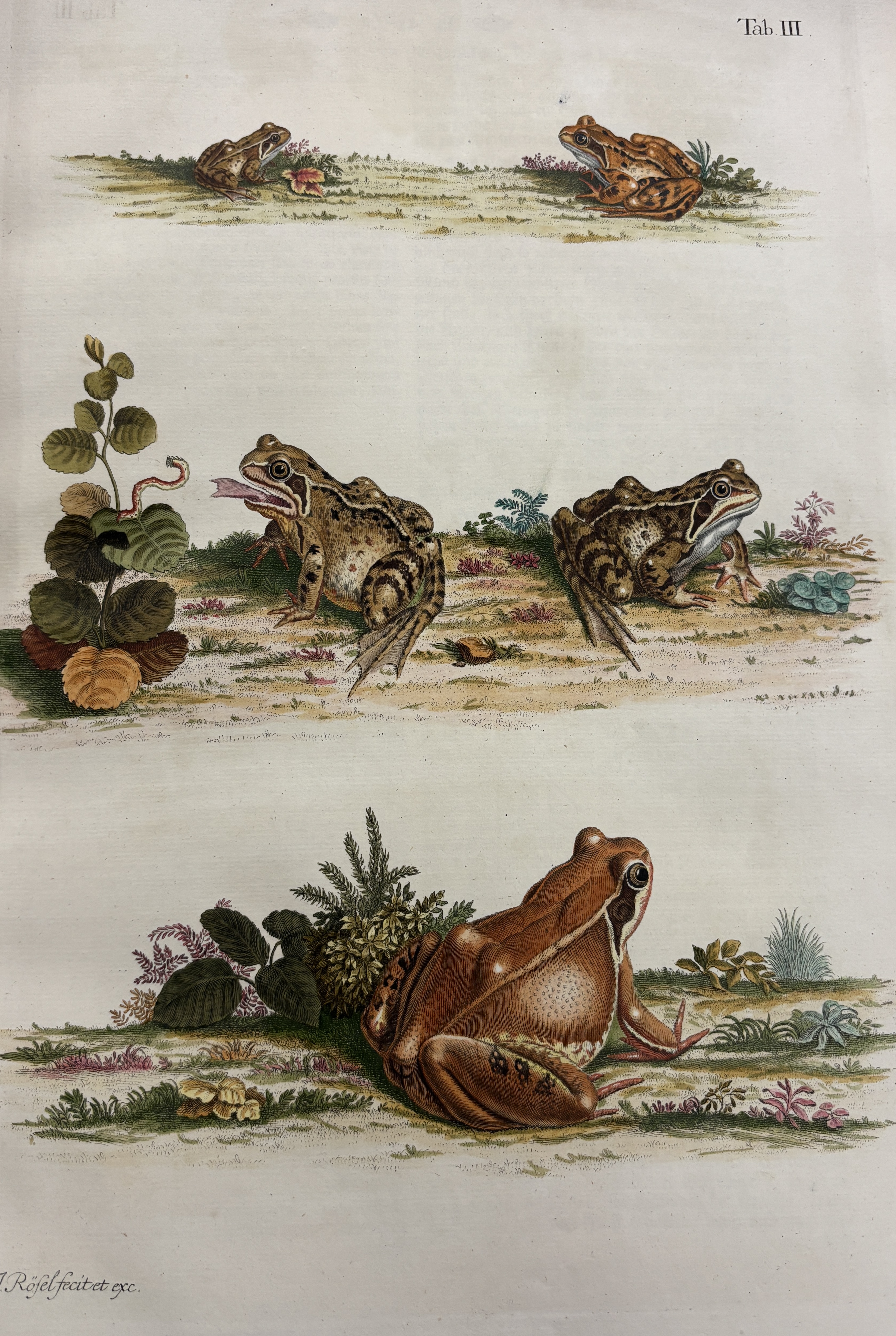 A selection from August Johann Rösel’s illustrated folio, Historia naturalis ranarum nostratium, or A Natural History of Frogs