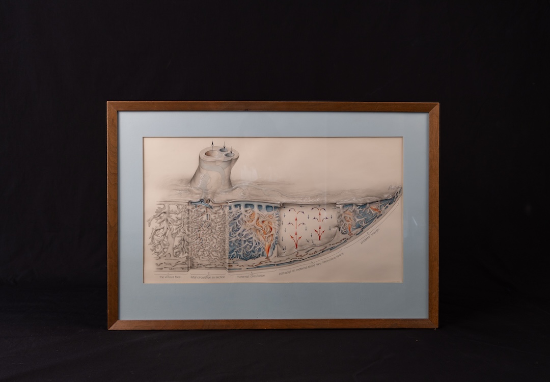 Placenta Drawing