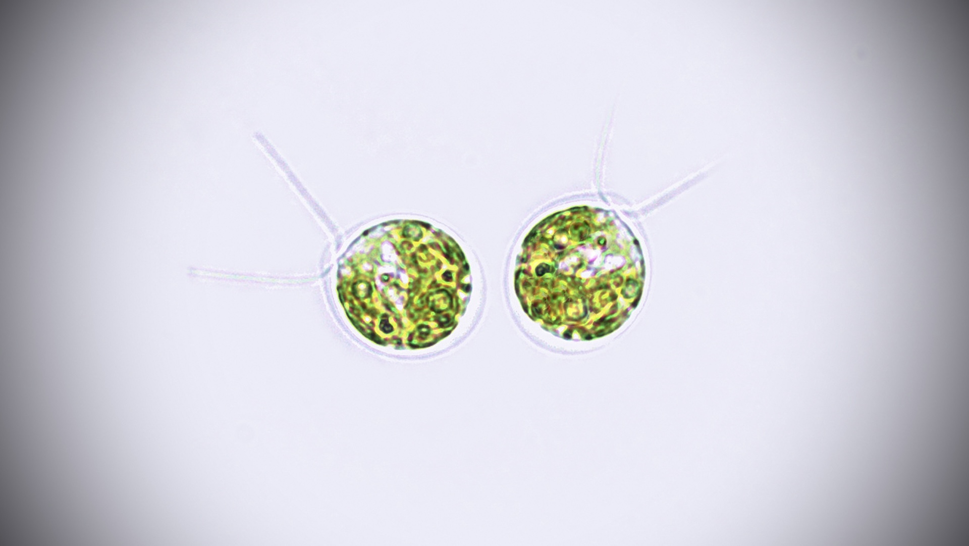 Chlamydomonas reinhardtii under the microscope