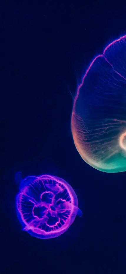 Jellyfish