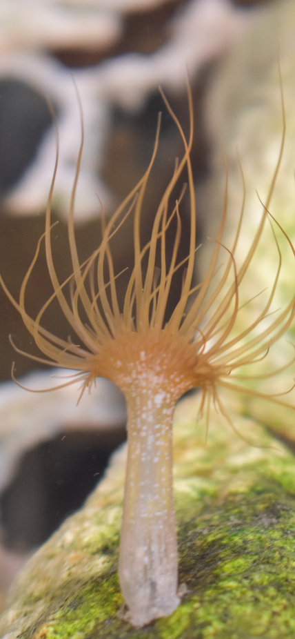 Aptasia photograph purchased from Shutterstock