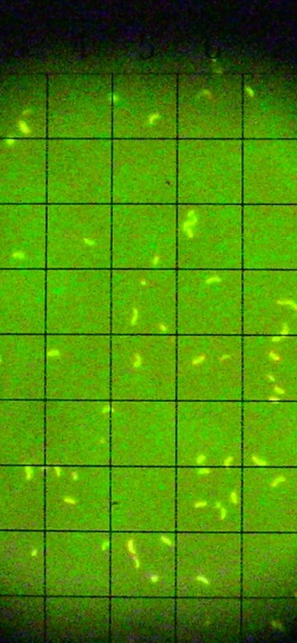 Epi-fluorescence microscopy of acridine orange stained microorganisms collected from deep-sea vents at 2.5 km depth and cultured at high pressure conditions (250 atm).