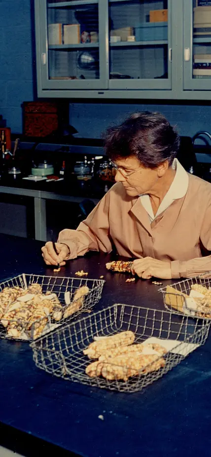 Barbara McClintock working with maize in the lab.