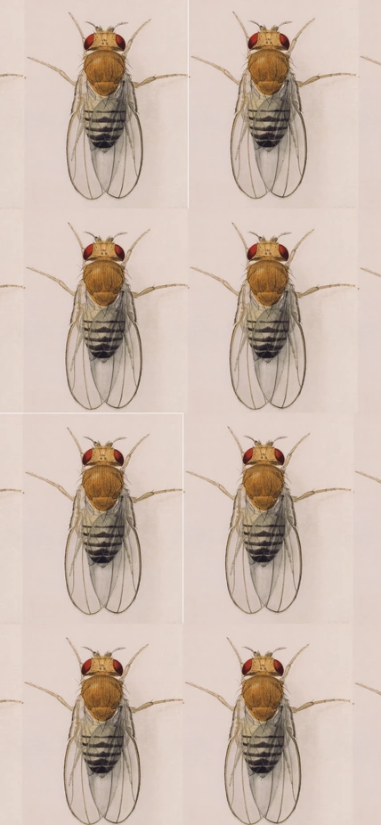 Watercolor illustration of Drosophila by Edith M. Wallace, courtesy Carnegie Institution for Science.