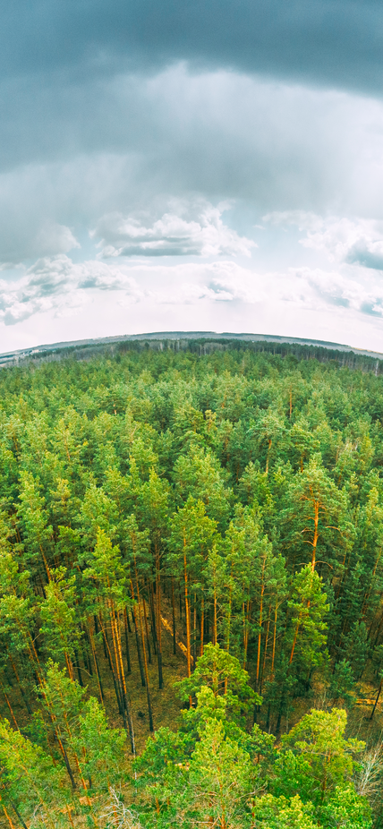 A fisheye lens view of a forest under a cloudy sky