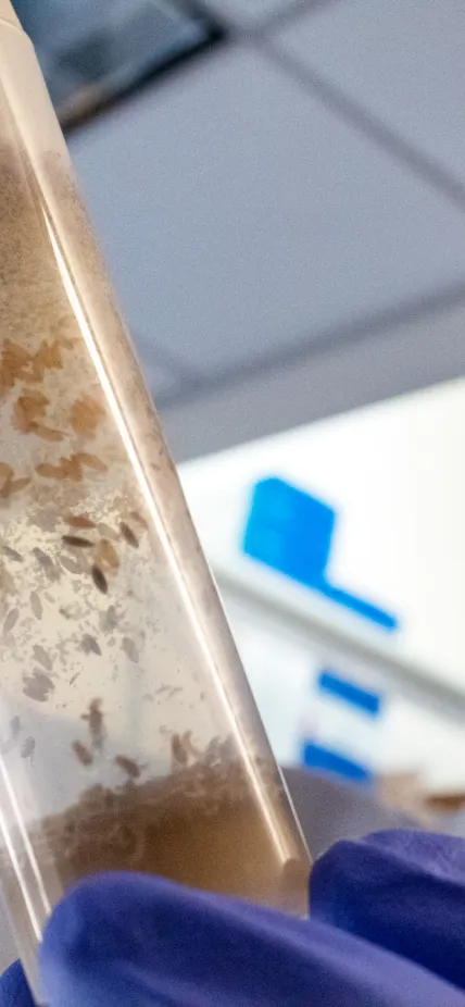 Will Ludington inspects a vial of flies in his lab