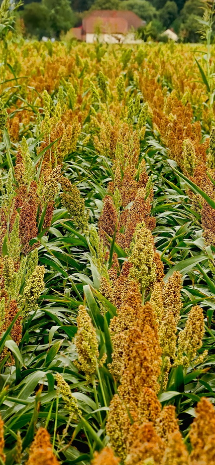 Sorghum