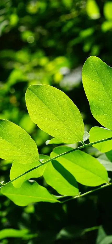 Leaves growing