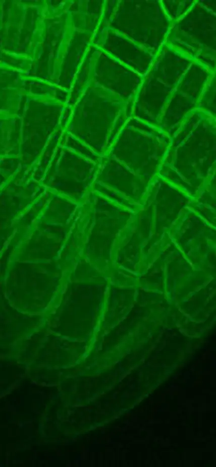  3D projection of an Arabidopsis root tip. Credit: Dave Ehrhardt3D projection of an Arabidopsis root tip. Credit: Dave Ehrhardt