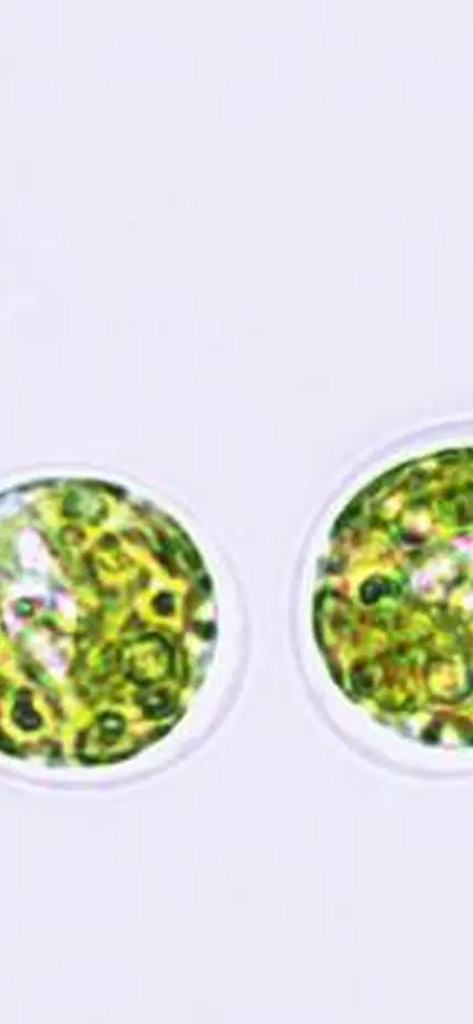 Burlacot and his collaborators conducted their research using the photosynthetic alga Chlamydomonas reinhardtii. Microscopic image purchased from Shutterstock.