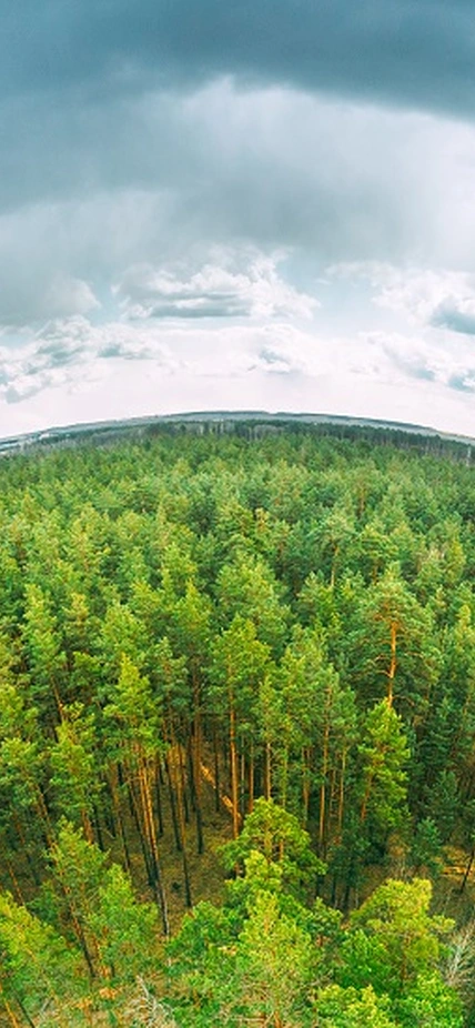Fisheye lens view of a forest and racing clouds overhead