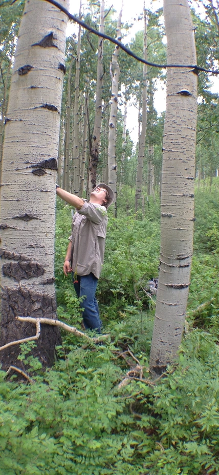 Lee Anderegg collecting a tree core from a trembling aspen tree (Populus tremuloides) in the La Plata Mountains of Colorado