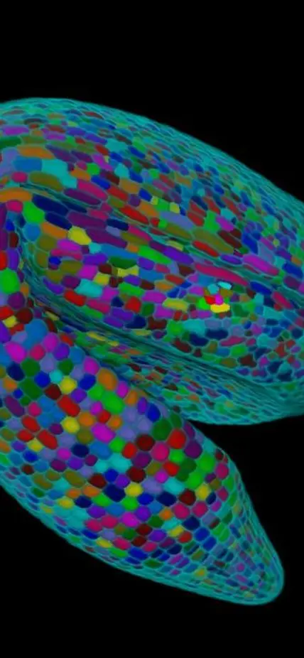 A 3D reconstruction of an Arabidopsis embryo. Different colors are used to annotate different cells. Image is courtesy of George W. Bassel