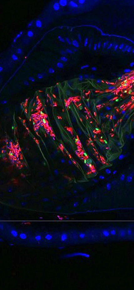 uper-resolution image of fly gut crypts colonized by the native Lactobacillus and Acetobacterbacteria.