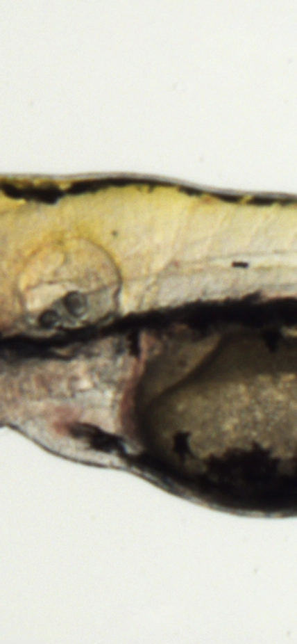 Experimental zebrafish larvae