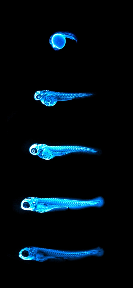 Chemiluminescence emitted by the NanoLuc protein in LipoGlo zebrafish.