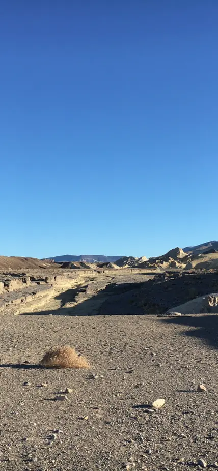 Tidestromia oblongifolia in winter, Death Valley National Park, CA, USA, Photo by Seung Yon (Sue) Rhee, Copyright 2018, Creative Commons CC BY 4.0