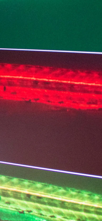 Looking at zebrafish