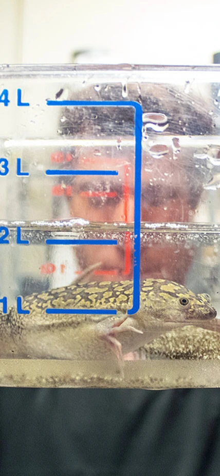 Ross Pedersen shows off an African clawed frog and its eggs. 
