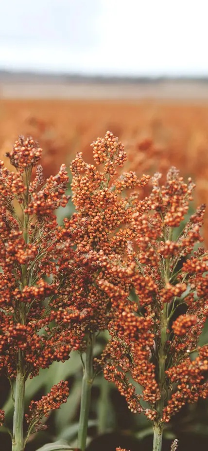 Sorghum field
