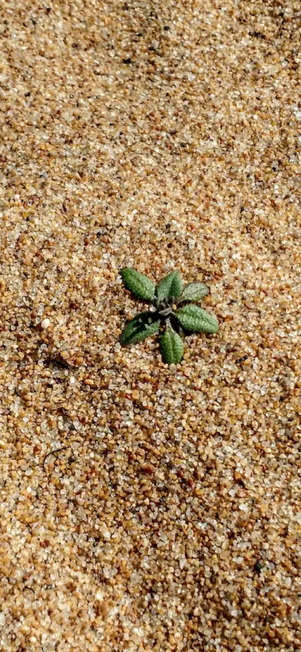 Plant growing in sand