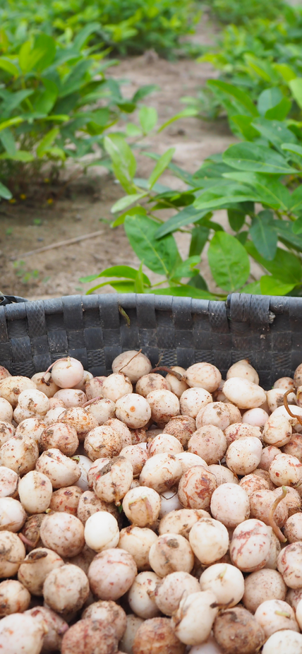 The Bambara groundnut is a legume cultivated throughout Africa and one of the most important sources of protein throughout the continent. The groundnut can support the growth of other crops by enriching soils through nitrogen fixation. Equipped with a recently published genome, plant breeders and scientists are attempting to improve Bambara groundnut varieties to address food security concerns in semi-arid Africa. Image purchased from Shutterstock. 