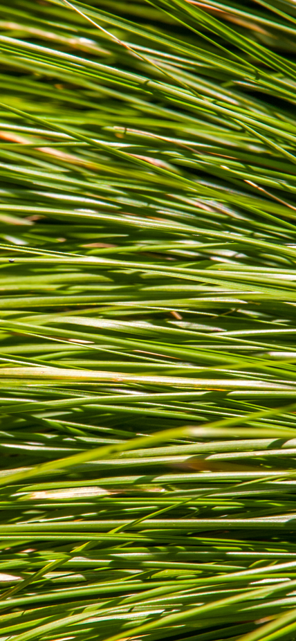 Tef grass is a cereal crop in the grass family and a key supply of carbohydrates throughout the horn of Africa. Image purchased from Shutte