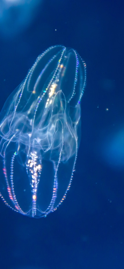 Glowing jellyfish deep under the ocean. 