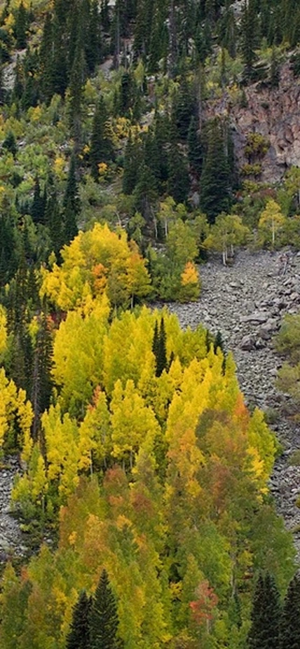 Caption: Genetic diversity in quaking Aspens can be seen from differences in autumn leaf yellowing. Photograph is courtesy of Benjamin Blonder.