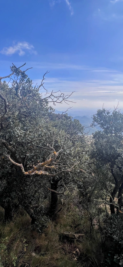 Quercus ilex, the native dryland oak of Spain