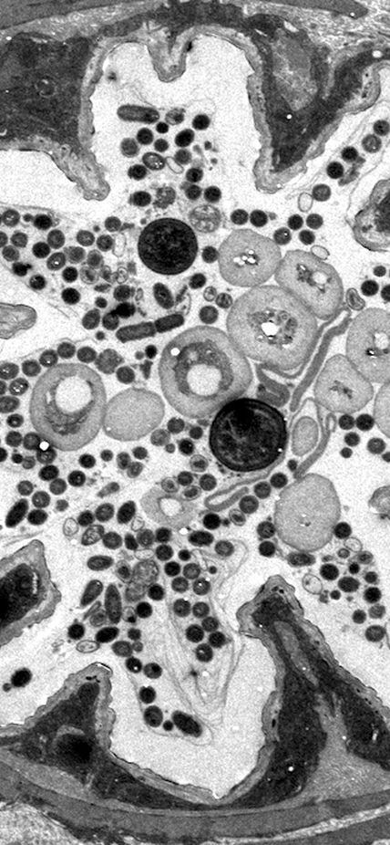 A cross section of the fruit fly gut that is preferentially colonized by the bacterium Lactobacillus plantarum.