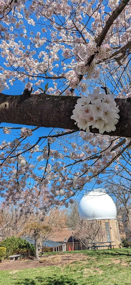 Campus in Spring