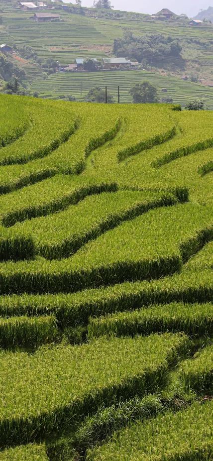Terraced rice fields in Vietnam. Photo by Nathan Cima courtesy of Unsplash.
